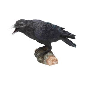 Raven's Call 20cm