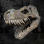Tyrannosaurus Rex Skull Large 51.5cm B/strap Dinosaurs RRP Under 150