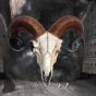 Rams Skull Medium 33cm Animal Skulls Wieder auf Lager