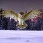 Wisdom Flight 54.5cm Owls Owls
