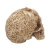 Cranial Drakos 19.5cm Skulls Last Chance to Buy