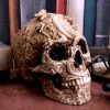 Cranial Drakos 19.5cm Skulls Last Chance to Buy
