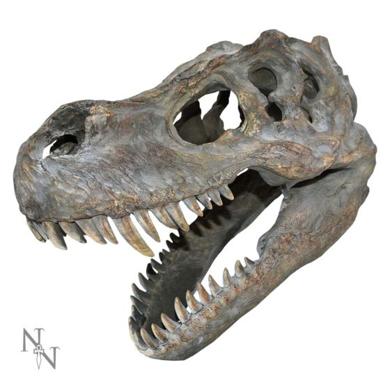 Tyrannosaurus Rex Skull Small 39.5cm B/strap Dinosaurs Gifts Under £100